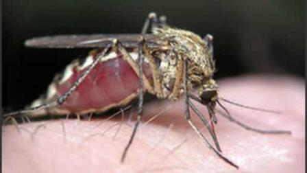 David Murphy says reduce bites this summer by reducing mosquitoes. And dont scratch!