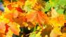 David Murphy says the leaves may not be as colorful this autumn, but you can still teach your kids why they change.