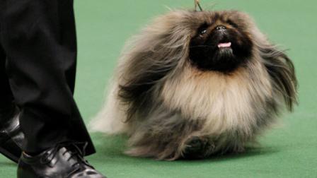 Pekingese becomes America's top dog at Westminster | 6abc.