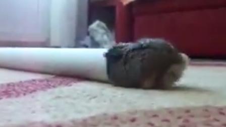 Hamster Tries to Fit in Tube