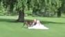 Dog Tackles Bride
