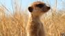 Animals are Awesome Too!