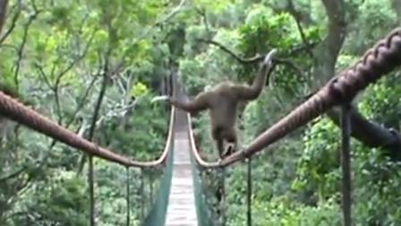 Trending Monkey Walks Tightrope on Bridge