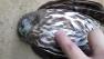 Trending Owl Wakeup Call