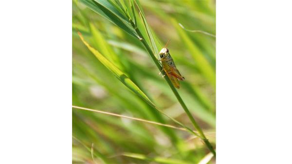 In this Friday, Aug. 7, 2009 photo, A grasshopper rests on a blade of grass, near Wasta, S.D. South Dakota is among several western states dealing with a severe grasshopper infestation. (AP Photo/Carson Walker)