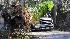 A tree fell on this pickup truck in Chapel Hill Wednesday (Photo from ABC11 viewer Dave M)
