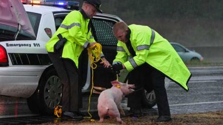 Police wrestle with a pig loose on Interstate 40