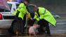 Police wrestle with a pig loose on Interstate 40