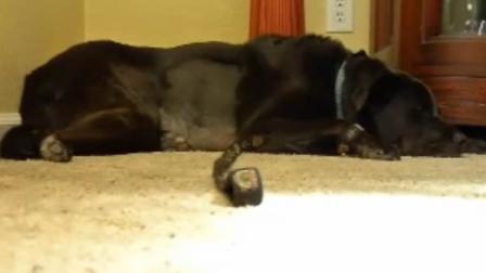 Marcia Pinkstaff says an insurance company totalled her dog Sasha