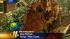 Raleigh, Triangle sees trees succumb to Irene ::