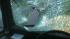 A duck smashed through the windshield of a...