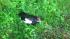 A duck smashed through the windshield of a...