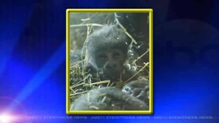A healthy male gorilla was born at the North Carolina Zoo Saturday at about 8 a.m. to 12-year-old Jamani.