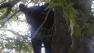 A young black bear sits in a tree along Lee Avenue in Sanford Wednesday.