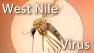 West Nile Virus