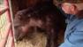 John Riggs said his miniature horse Shadow was bitten by the dogs.