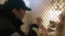 A Humane Soceity worker with some of the dogs seized at a Sampson County breeder.