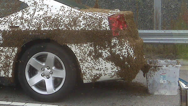 wtvd600_Bees_on_Car_081710c.jpg