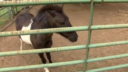 Oreo was found wandering along Highway 98