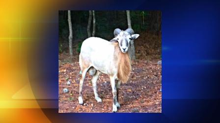 Bubba the sheep (Image courtesy Durham County Sheriffs Office)