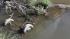 The tires of a Studebaker, missing since 1971, are visible in Brule Creek near Elk Point, S.D. in this undated file photo. ( South Dakota Attorney Generals Office/AP Photo) The tires of a Studebaker, missing since 1971, are visible in Brule Creek near Elk Point, S.D. in this undated file photo. ( South Dakota Attorney Generals Office/AP Photo)