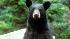 Black bear