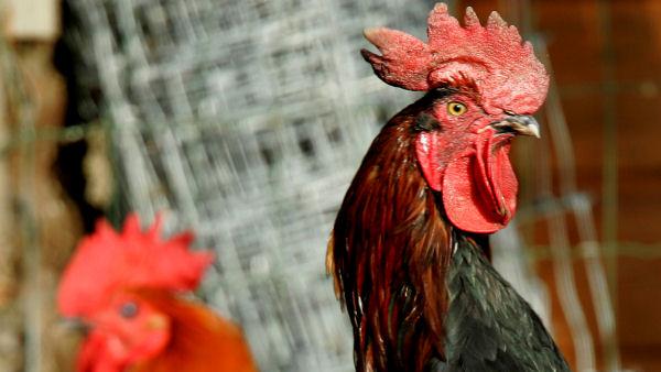 chicken