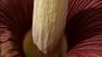 Corpse flower