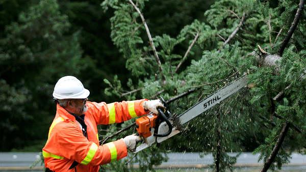 Tree cutting