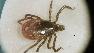 Tick