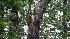 Snapped tree