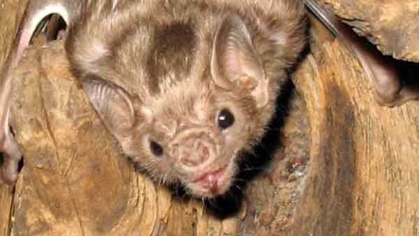 Bat