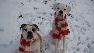Snow Dogs