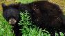 Black Bear cub