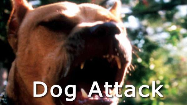 Snarling dog
