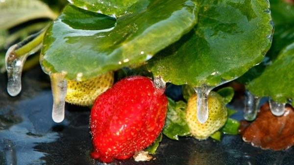 Frozen strawberry plant