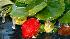Frozen strawberry plant