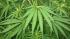 Marijuana