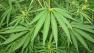 Marijuana