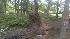 Tree uprooted near Falls of the Neuse