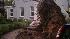 Fallen tree in Wake County
