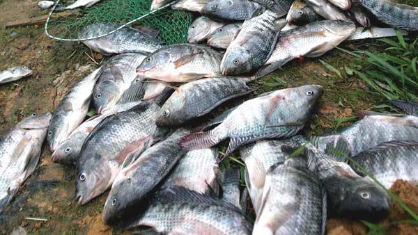 Dead fish