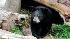 Black bear