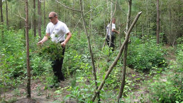 Officers pull pot plants from an illegal growing operation in Sampson County