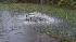Floodwaters shoot through a manhole cover along Crabtree Creek Wednesday