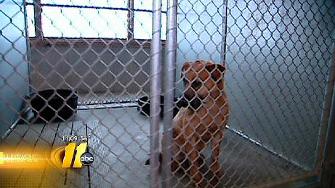animal shelter