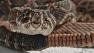 Rattlesnake