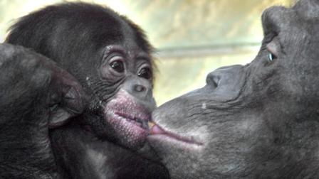 Chimpanzee and baby chimp