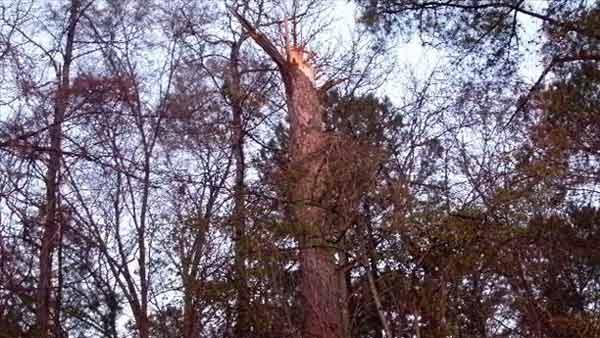 Viewer in south Raleigh says fallen pine tree just missed their house after overnight storm.
