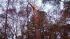 Viewer in south Raleigh says fallen pine tree...